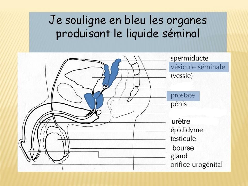lieu de rencontre des cellules reproductrices