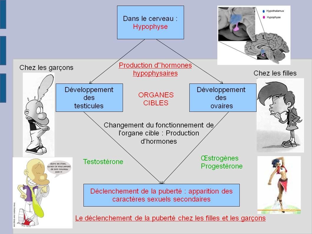 Rôle de la testostérone chez les femmes || RESOURCES Rôle de la testostérone chez les femmes || RESOURCES