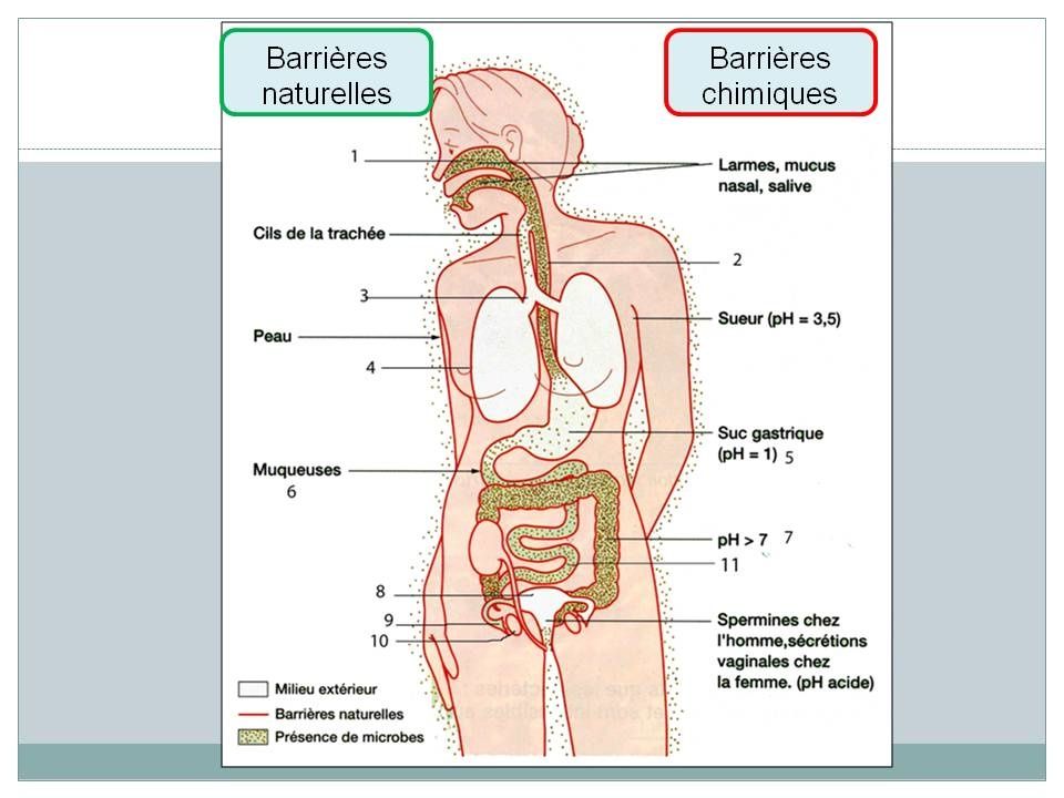 Risque infectieux et protection de l'organisme - Cours de SVT en ligne  niveau Collège