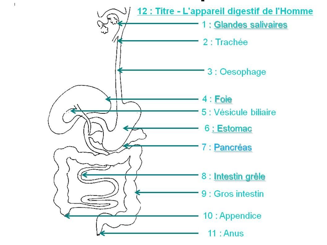 Devoir Svt : La Digestion Des Aliments Correction Leçon 5 : L'approvisionnement en nutriments - Cours de SVT en ligne niveau  Collège
