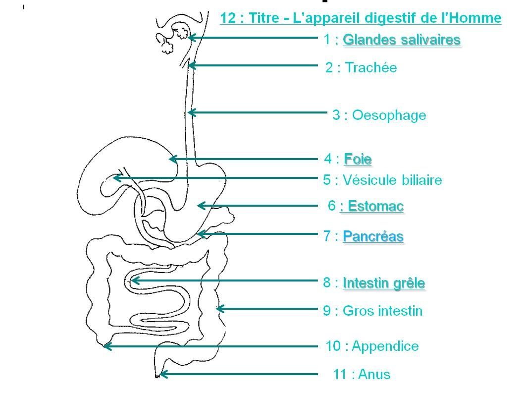 Leçon 5 : L'approvisionnement en nutriments - Cours de SVT en ligne niveau  Collège