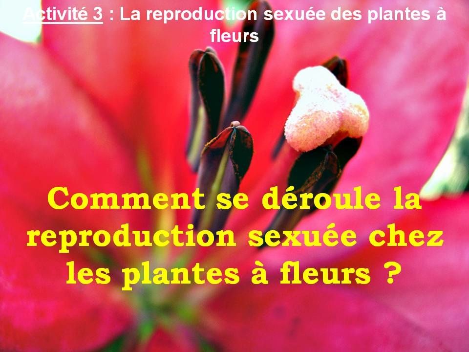 la rencontre des cellules reproductrices chez les plantes a fleurs