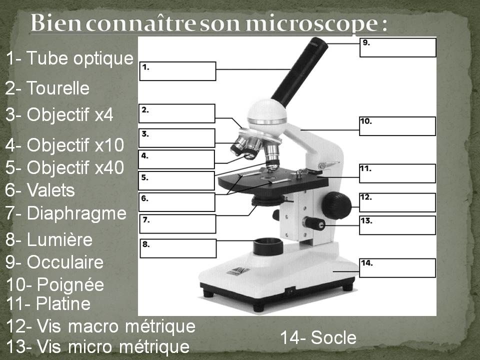 Fiche méthode Le microscope Cours de SVT en ligne niveau Collège