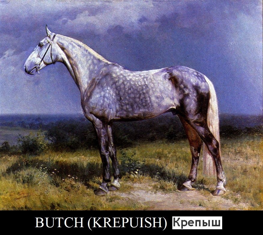 trotteur orlov