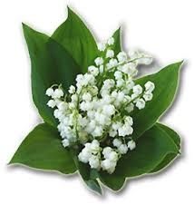 Brin de muguet, à offrir au cœur du printemps, message porte bonheur,  cadeau du cœur, fleur présente dans les cortèges des manifs du 1er mai... -  OPINIONS - Pour un dialogue citoyen ambitieux