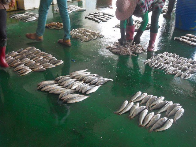 La halle aux poissons de Dongshi 東石漁港市場