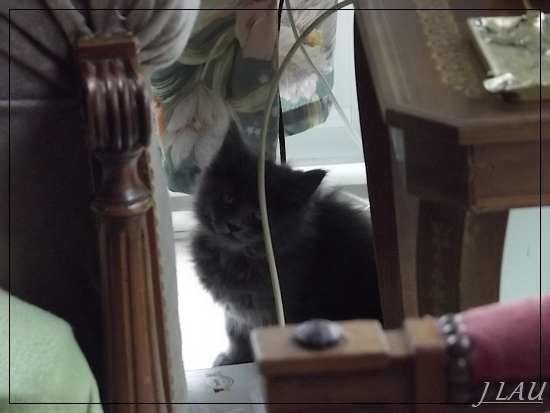 chat rouen