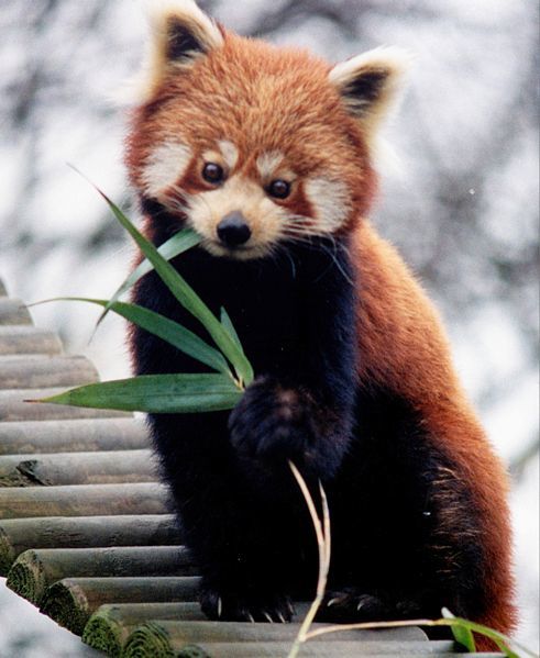 Cinq secrets sur le panda roux