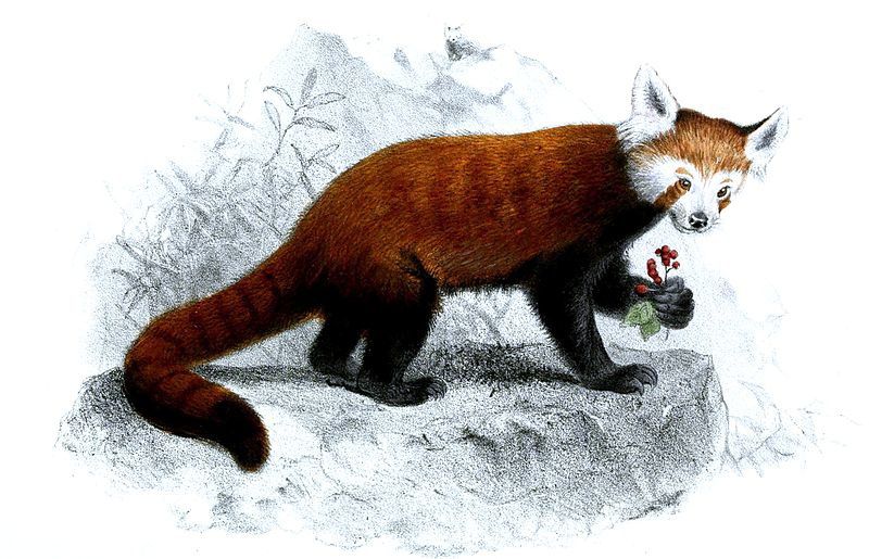 Le panda roux, une espèce en danger à l'état sauvageEspèces-menacées.fr