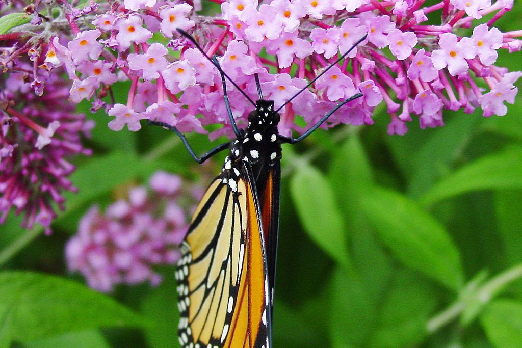 Les papillons monarques et leur migration