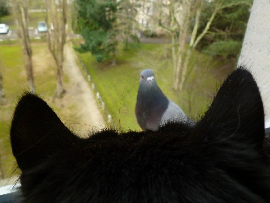 Un pigeon derrière la fenêtre