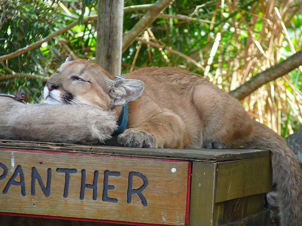 puma de floride puma de floride