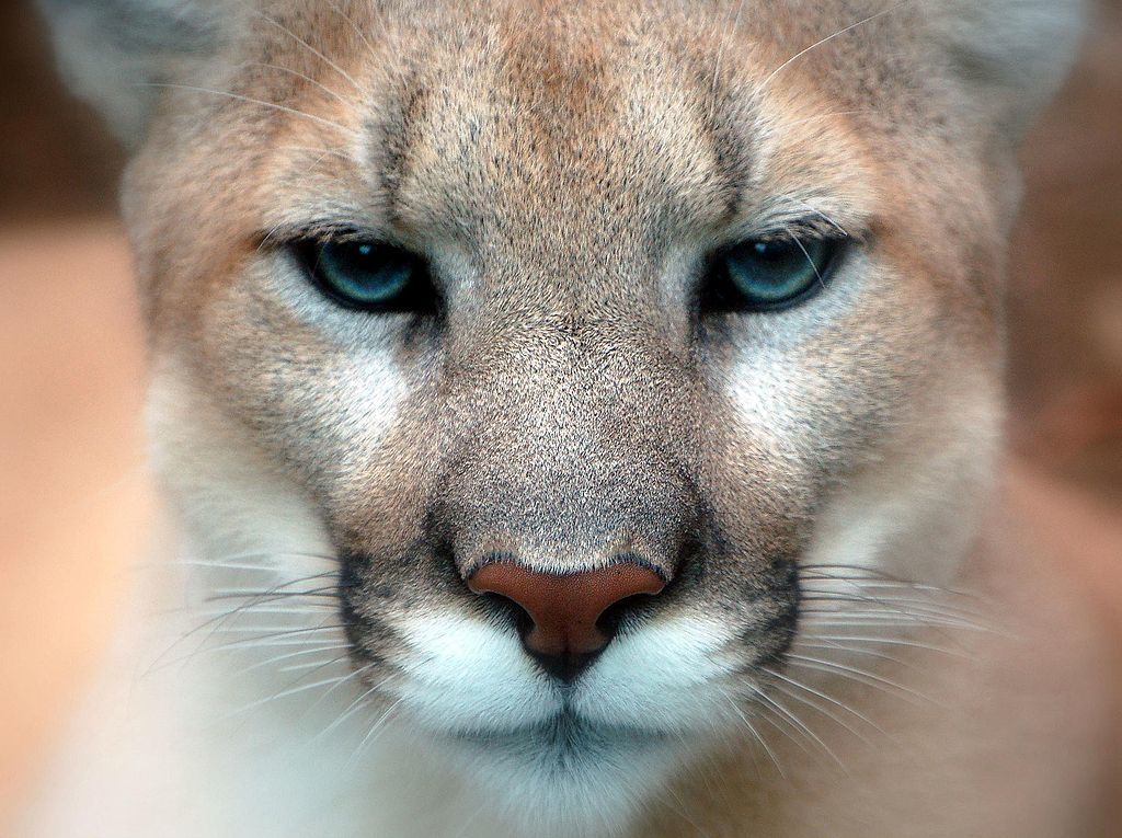 Le puma – Sacré félin d'Amérique - coco Magnanville