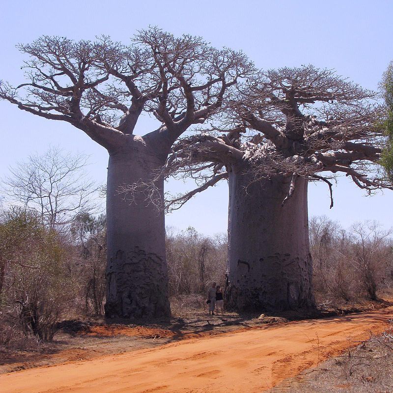L'écho des palmiers : Les baobabs de Madagascar