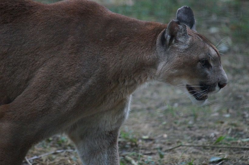 Le puma – Sacré félin d'Amérique - coco Magnanville