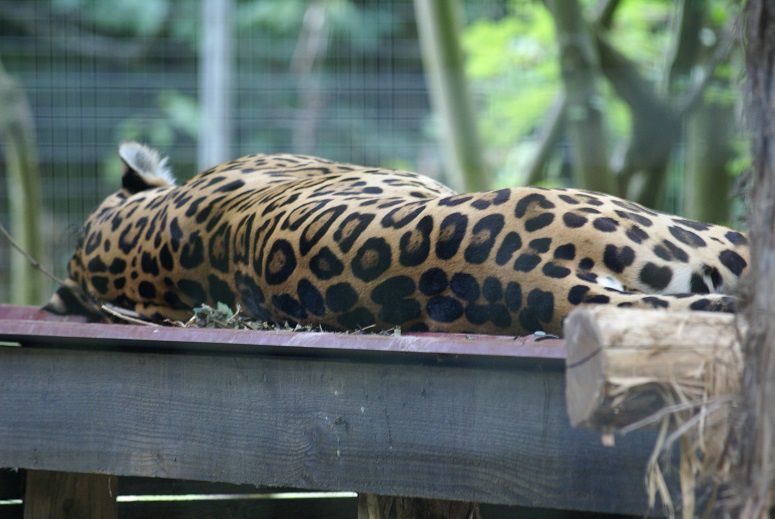 Le jaguar, félin sacré d'Amérique