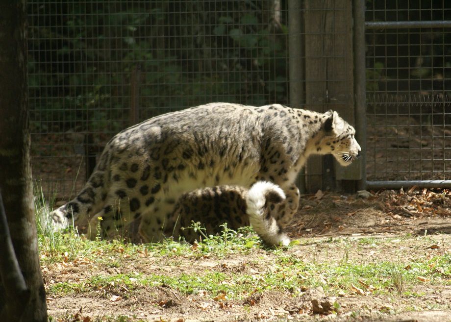 Les léopards des neiges