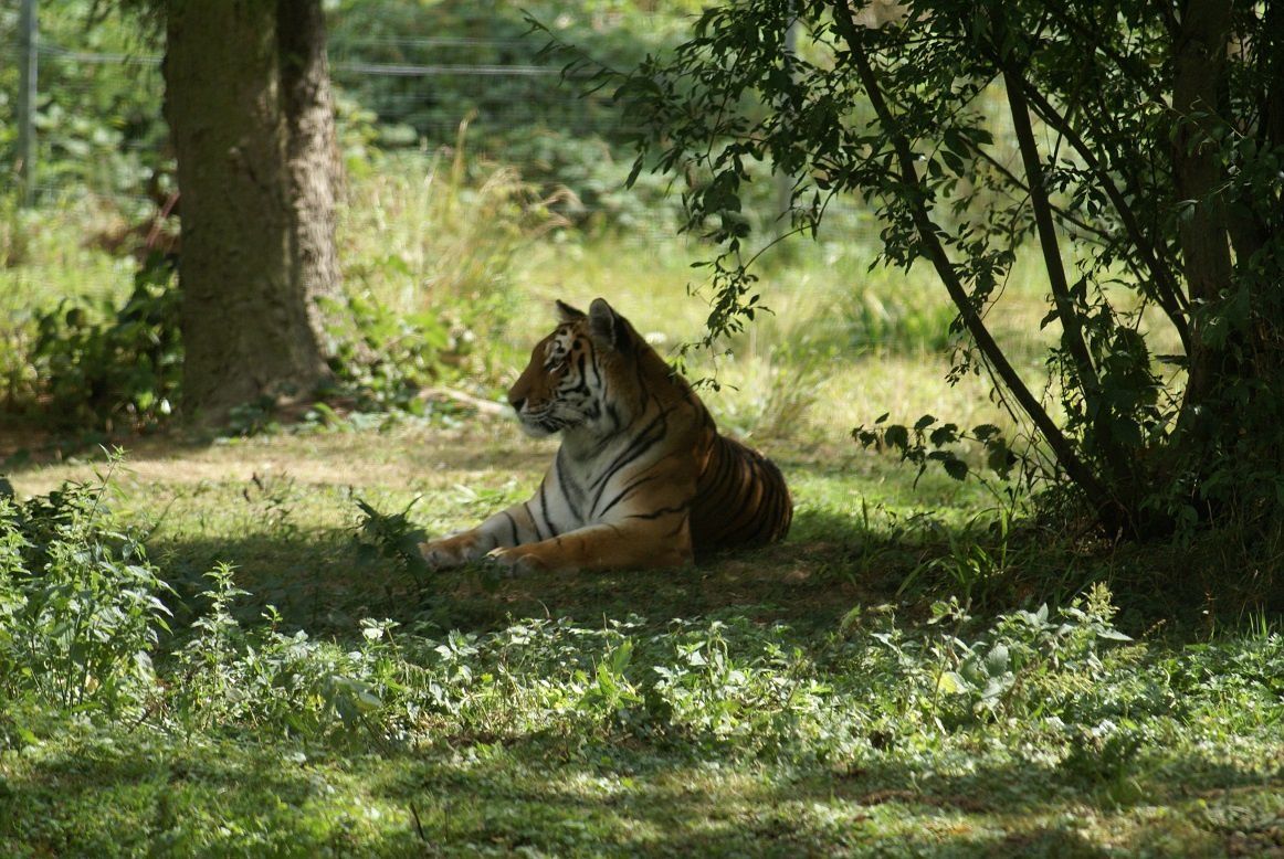 tigre de Sibérie, parc des félins de Nesles (77)
