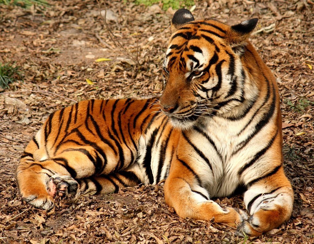 Race De Tigre Qui Ne Sait Pas Nager Le tigre, panthera tigris - coco Magnanville
