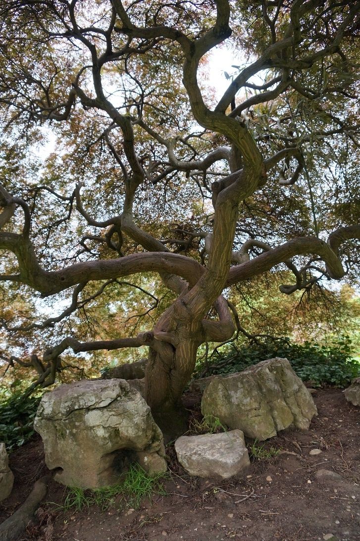 Arbre Tombe Parc De La Tete D Or Quelques arbres du parc de la Tête d'or de Lyon - coco Magnanville