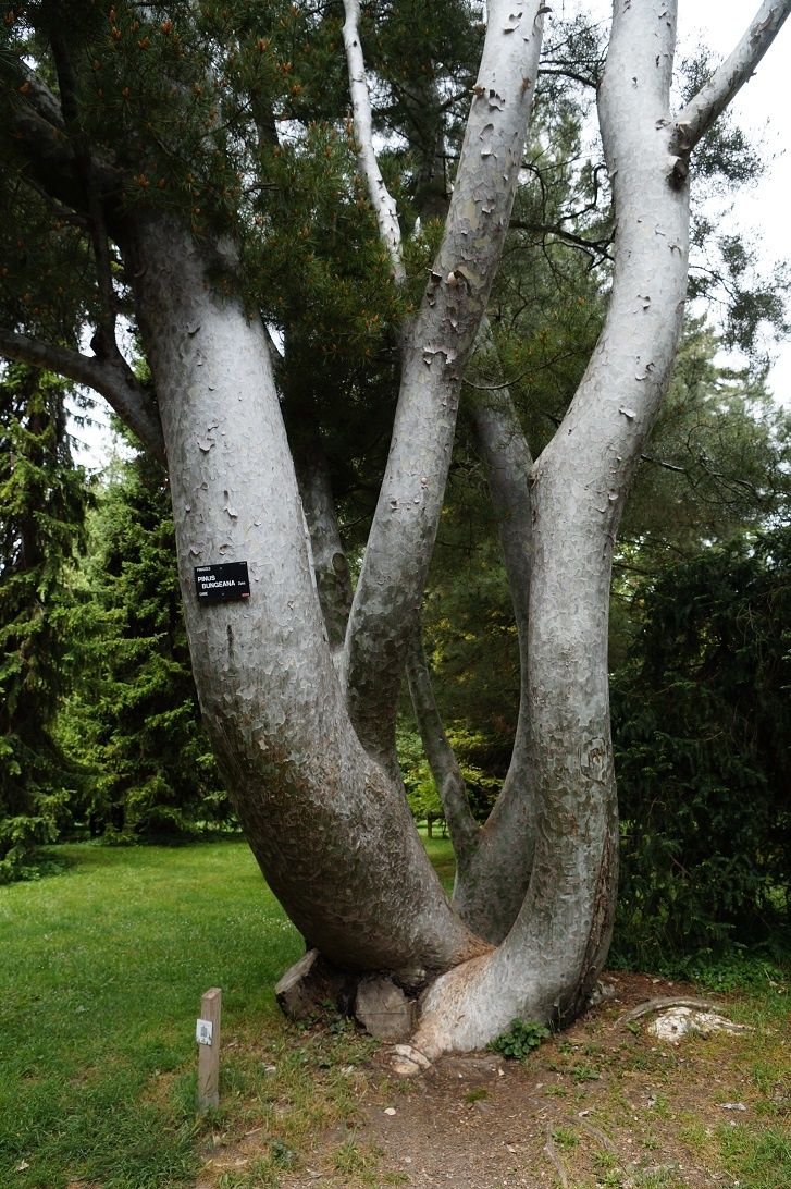 Arbre Tombe Parc De La Tete D Or Quelques arbres du parc de la Tête d'or de Lyon - coco Magnanville