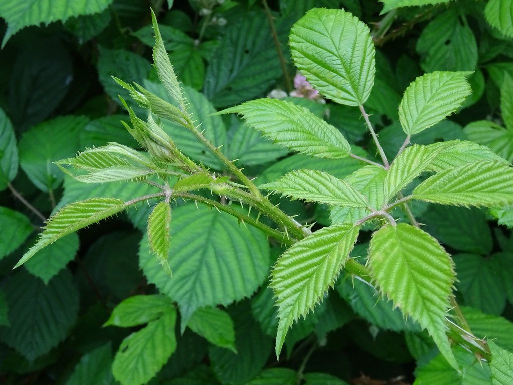 Les ronces (Rubus gr. Fructicosus, Rosacées) - A la découverte des plantes  sauvages