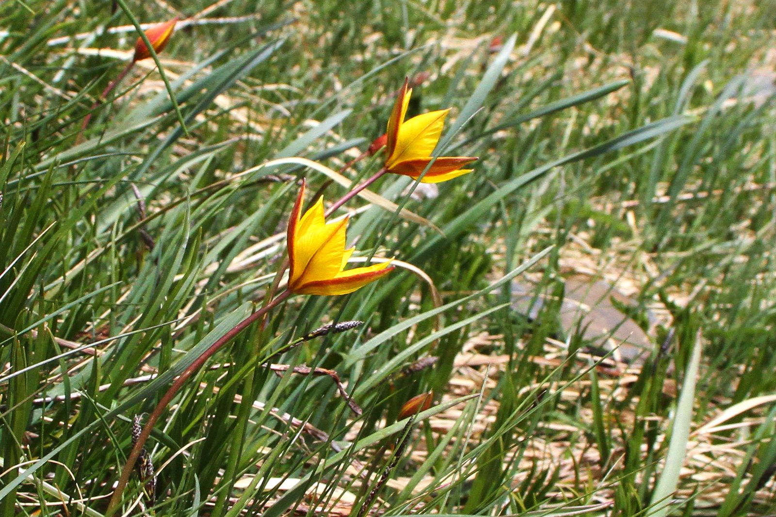 Tulipe du Midi