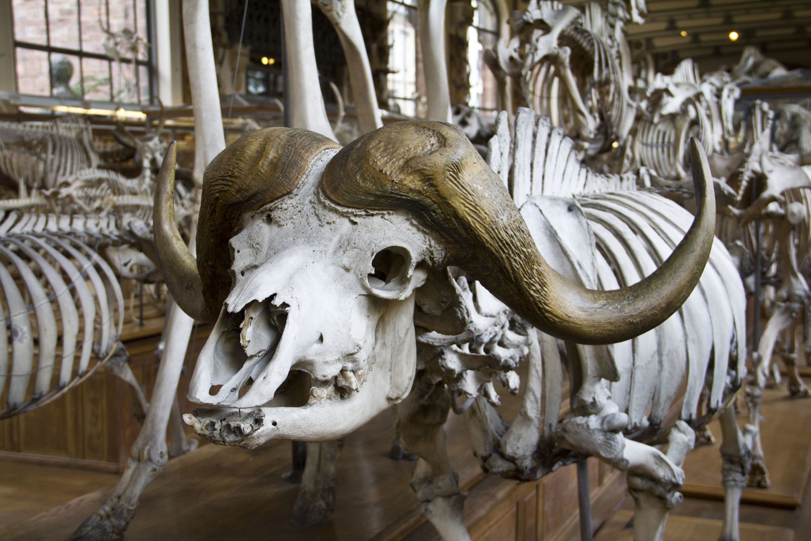 La grande salle d'anatomie comparée avec les squelettes de buffles et de baleines.
