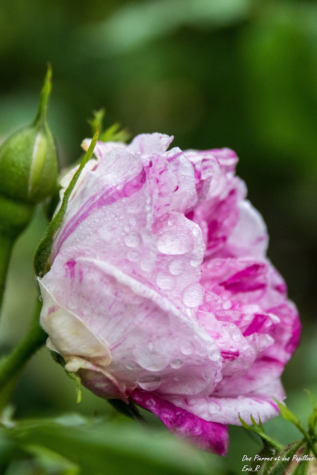 Des roses après la pluie.