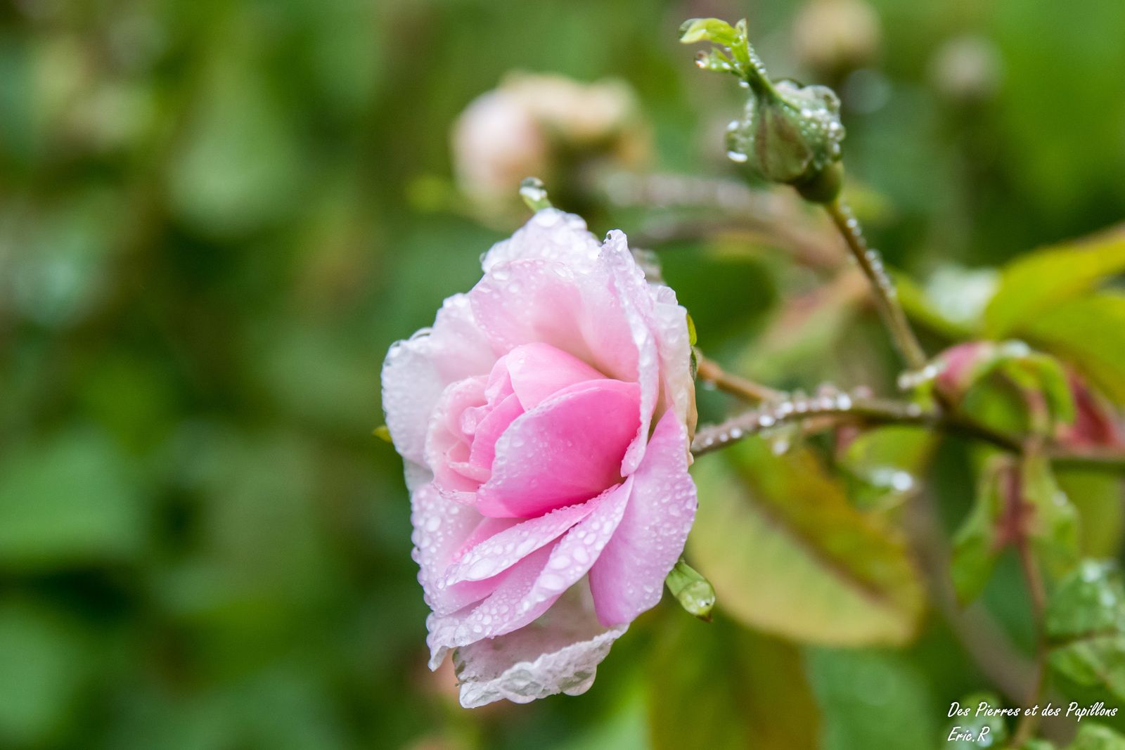 Des roses après la pluie.