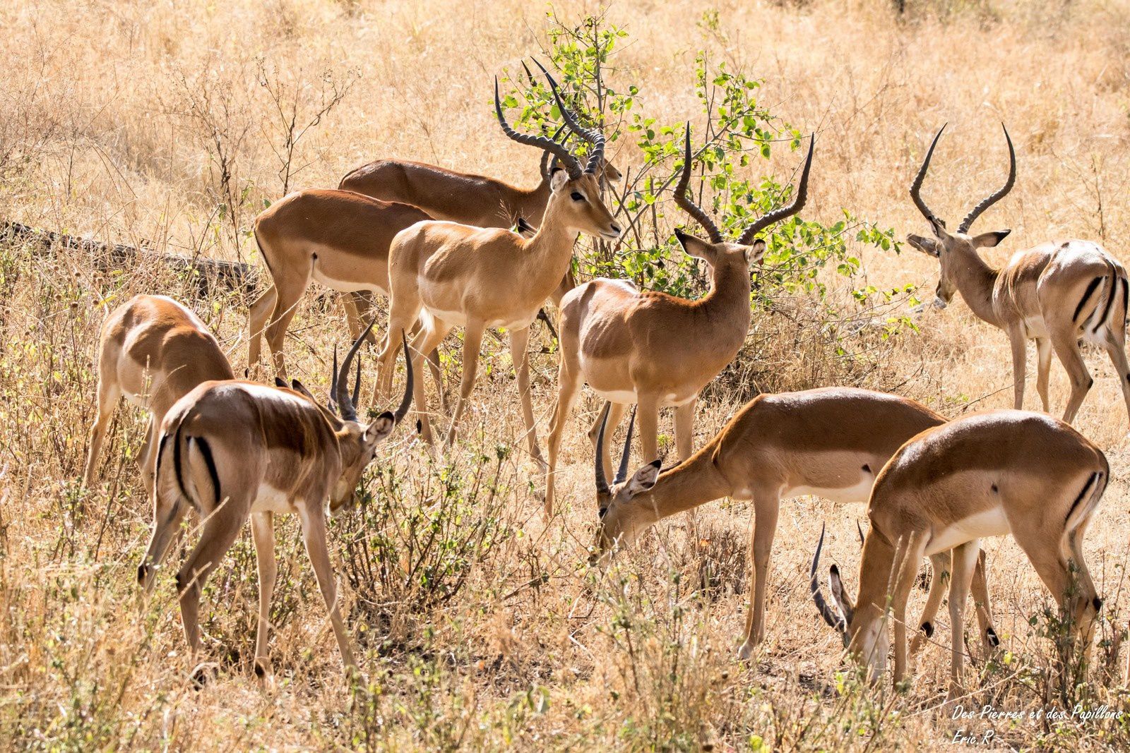 Animaux au parc national du Serengeti.