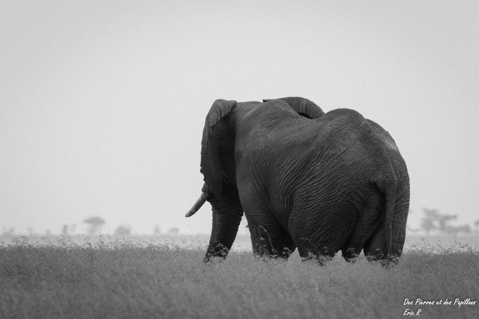 Tanzanie : une journée en immersion dans le parc national du Serengeti.