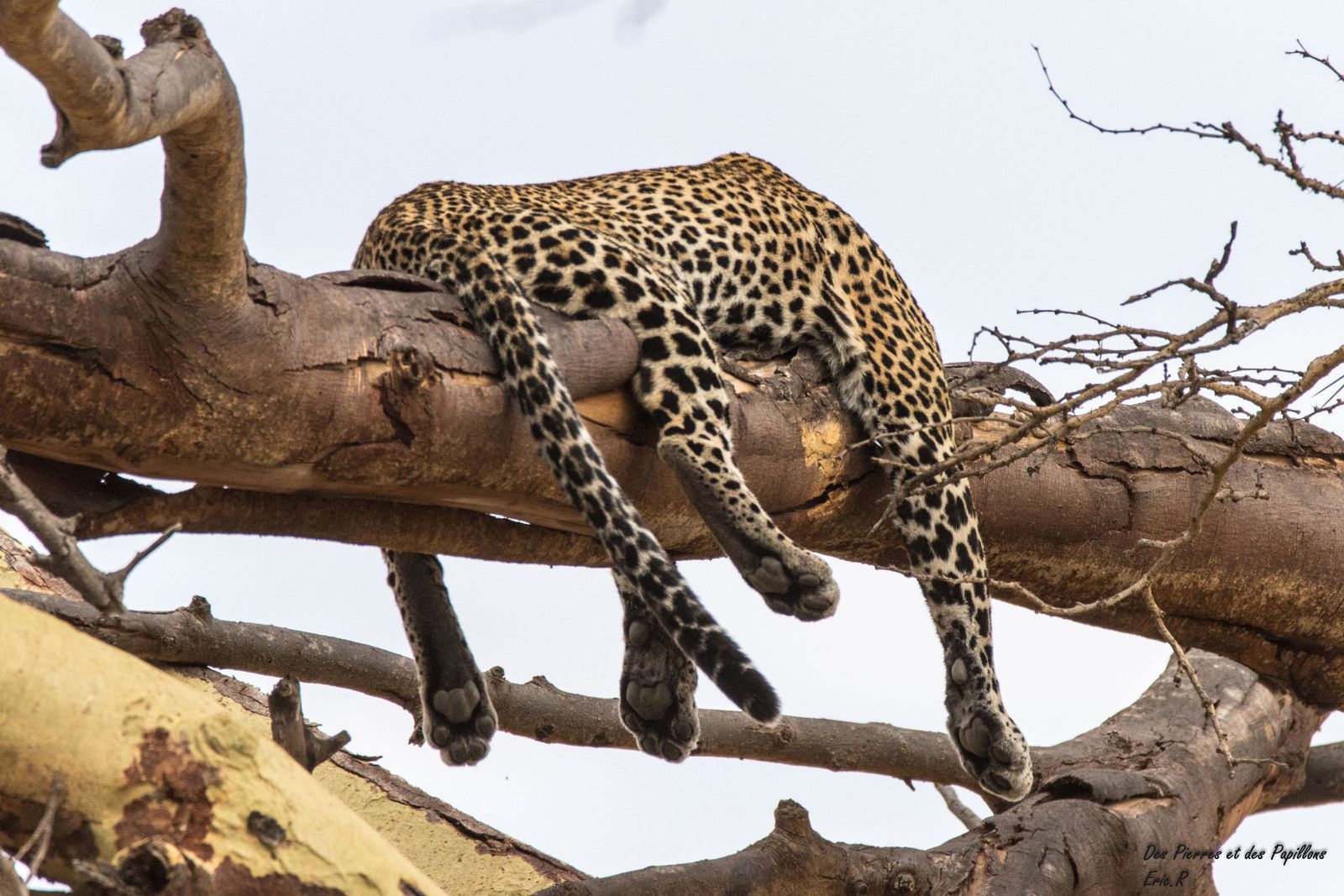 Un premier léopard en plein repas ... puis c'était l'heure de la sieste