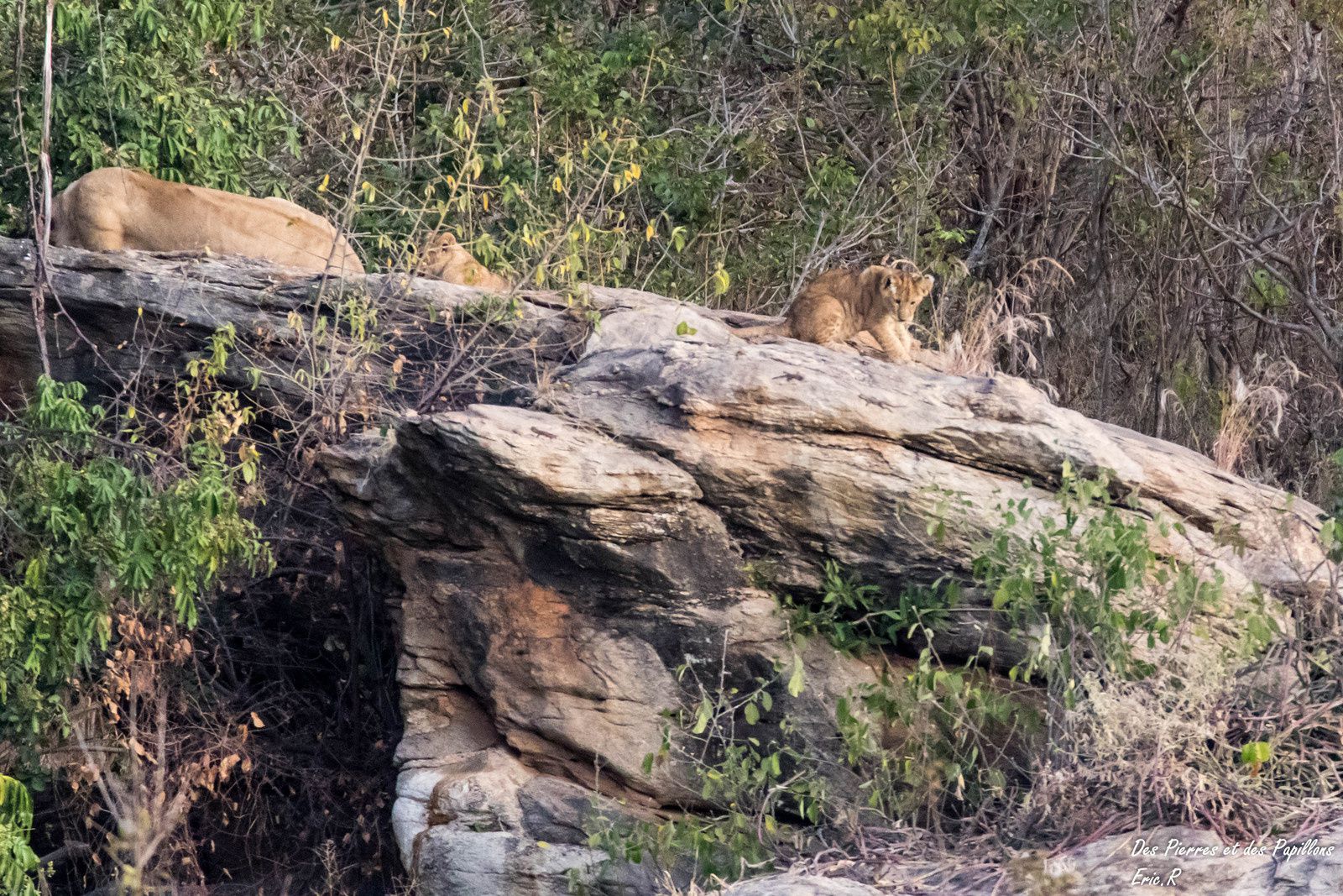 Les deux jeunes lionceaux continuent à s'occuper pendant la sieste de leur mère !