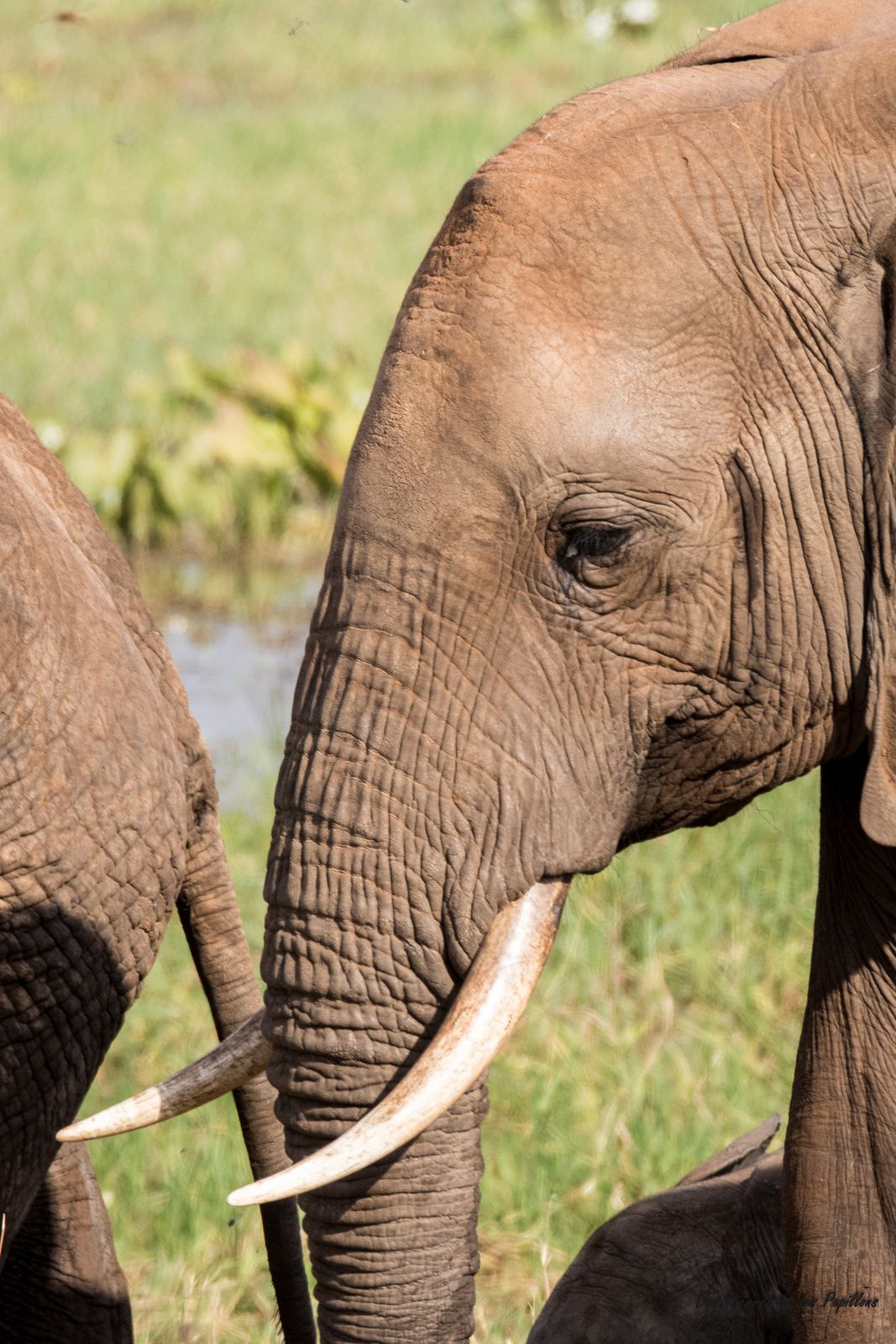 Tanzanie : le parc de Tarangire, des Baobabs et des Éléphants !