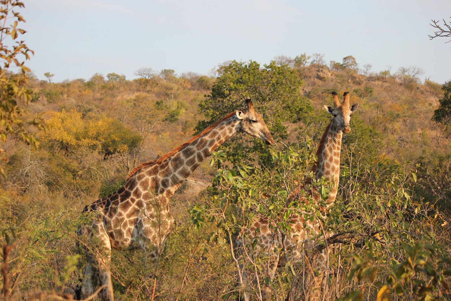 Vie sauvage (3) : le parc Kruger