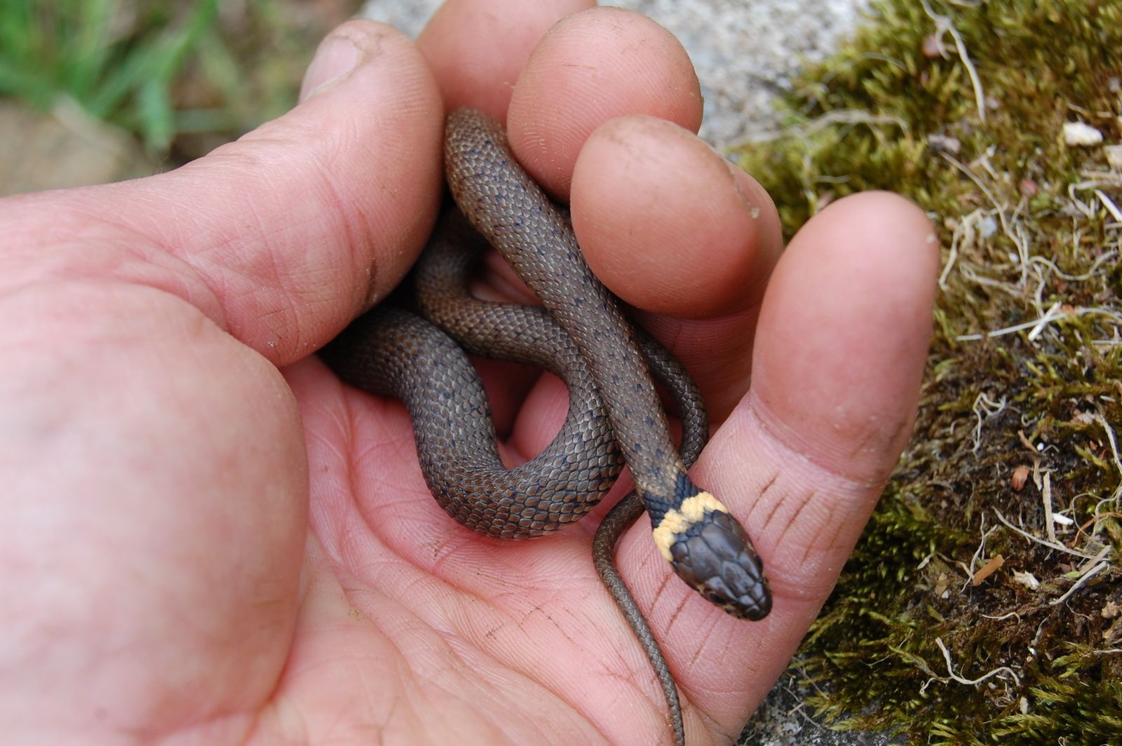 Identification des serpents de France par photographies - Terrarium &  Vivarium de Kerdanet - Chatelaudren Plouagat - 22170 - FRANCE