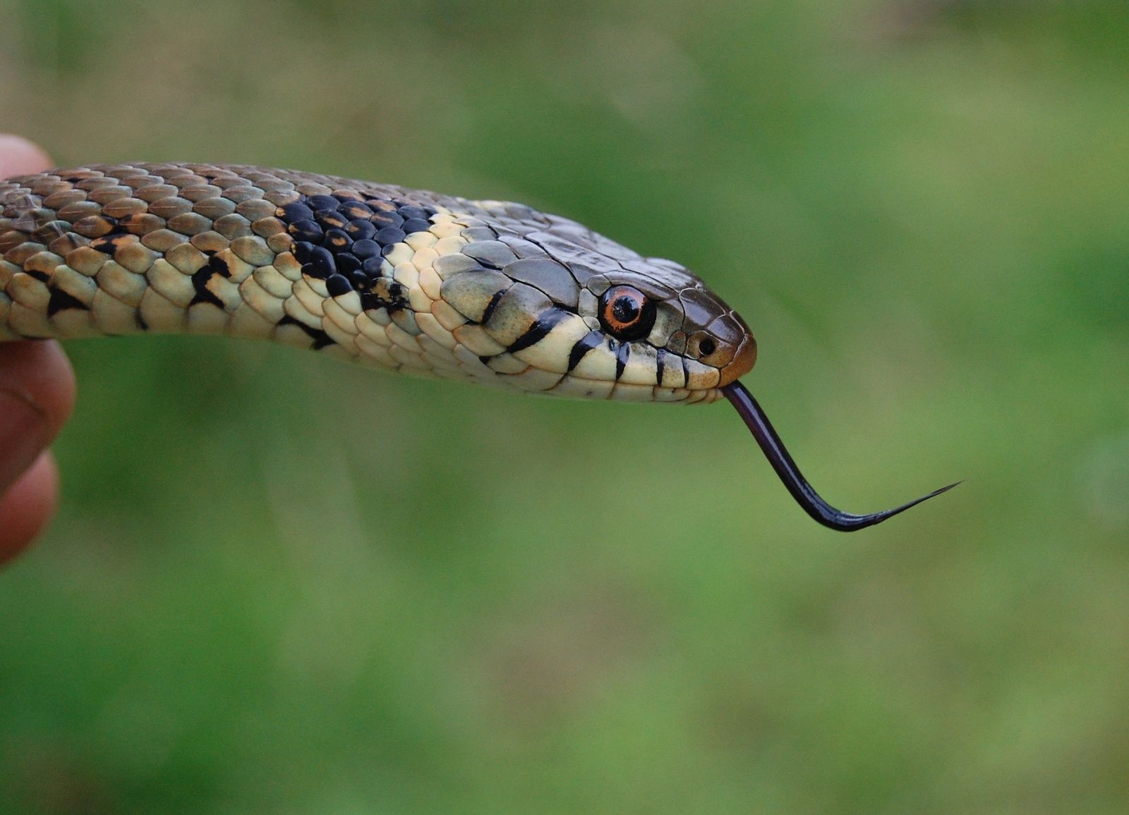 Identification des serpents de France par photographies - Terrarium &  Vivarium de Kerdanet - Chatelaudren Plouagat - 22170 - FRANCE