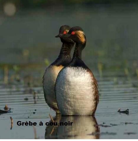 rencontres cap ferret