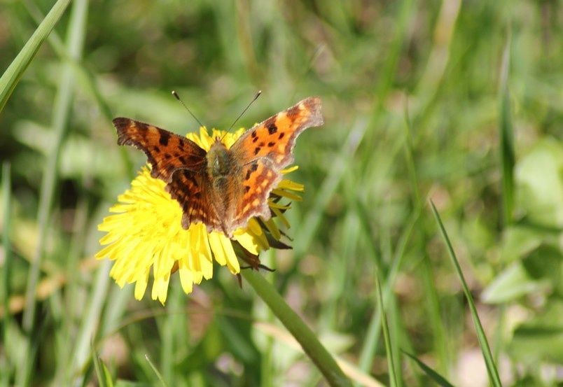 site de rencontre a mortagne au perche
