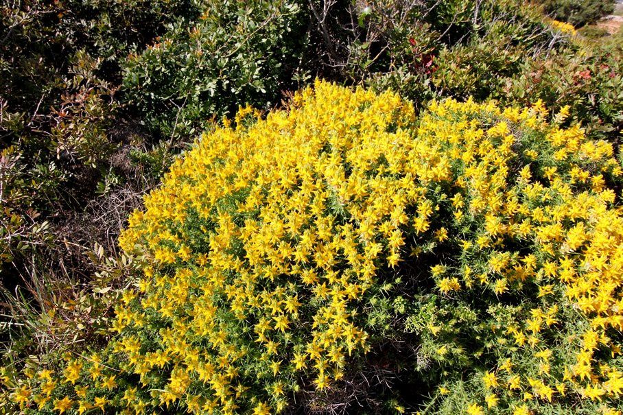 Ulex erinaceus est une plante endémique de l'Algarve au Portugal 