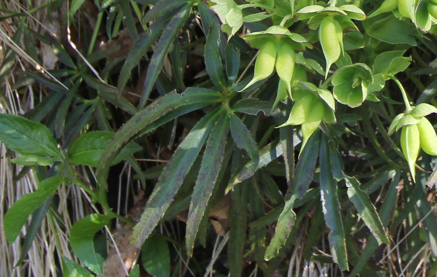 L'hellébore fétide : elle ne sent pas bon, elle est toxique et en plus c'est une plante pérennante ! Helleborus foetidus