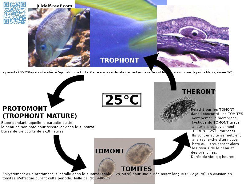 Le parasite du point blanc contient une bactérie symbiotique