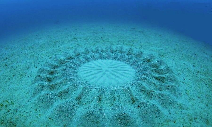 POISSON MANDALA Tetraodontidae (Torquigener SP, Tetraodontidae