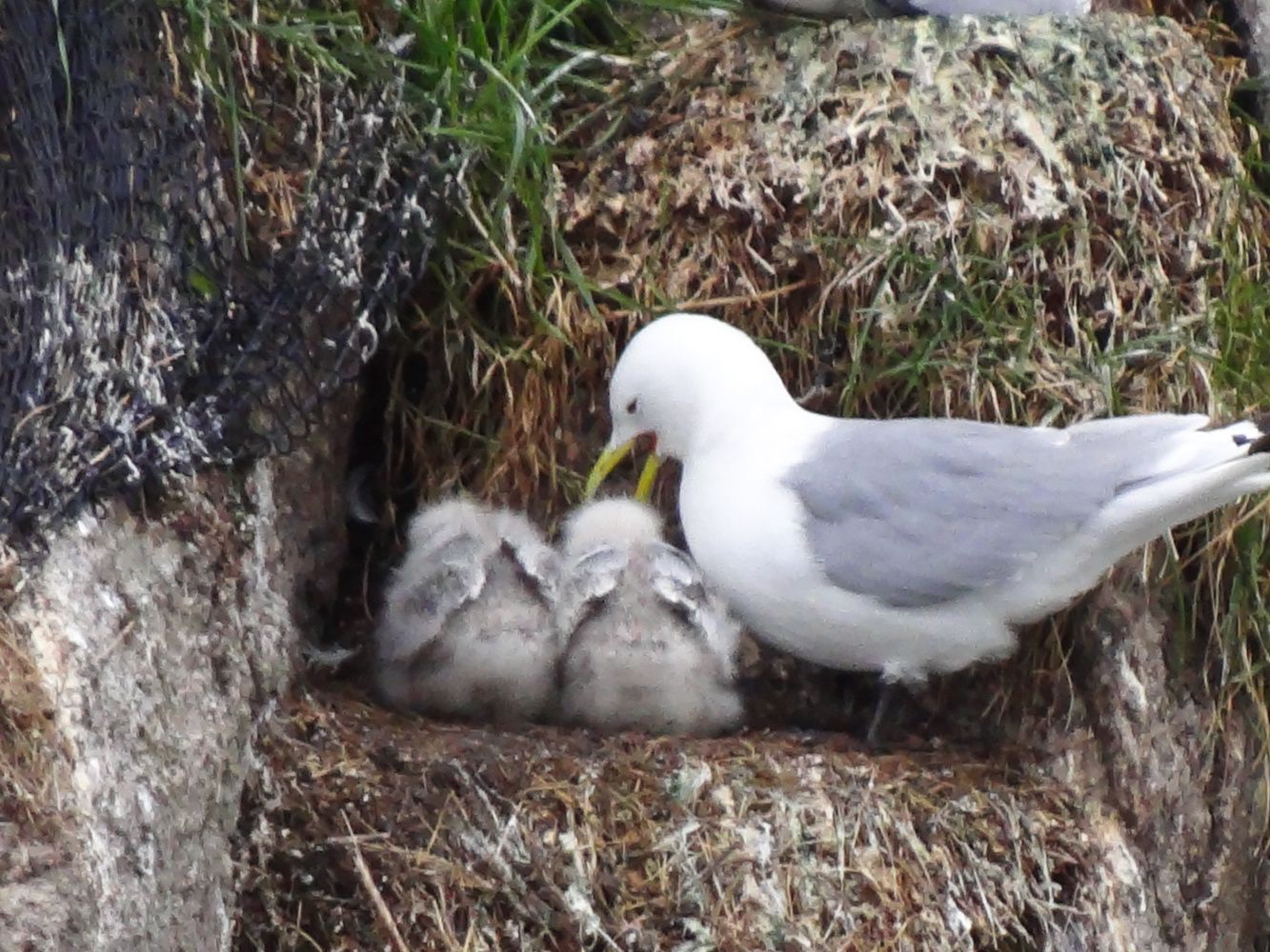 rencontre french pronunciation
