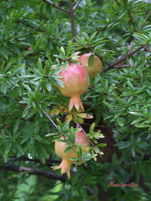 DSCF5410