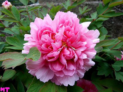 peonie