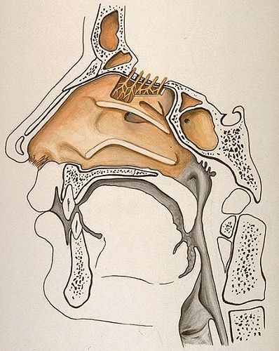 Respiration Par Le Nez Yantra