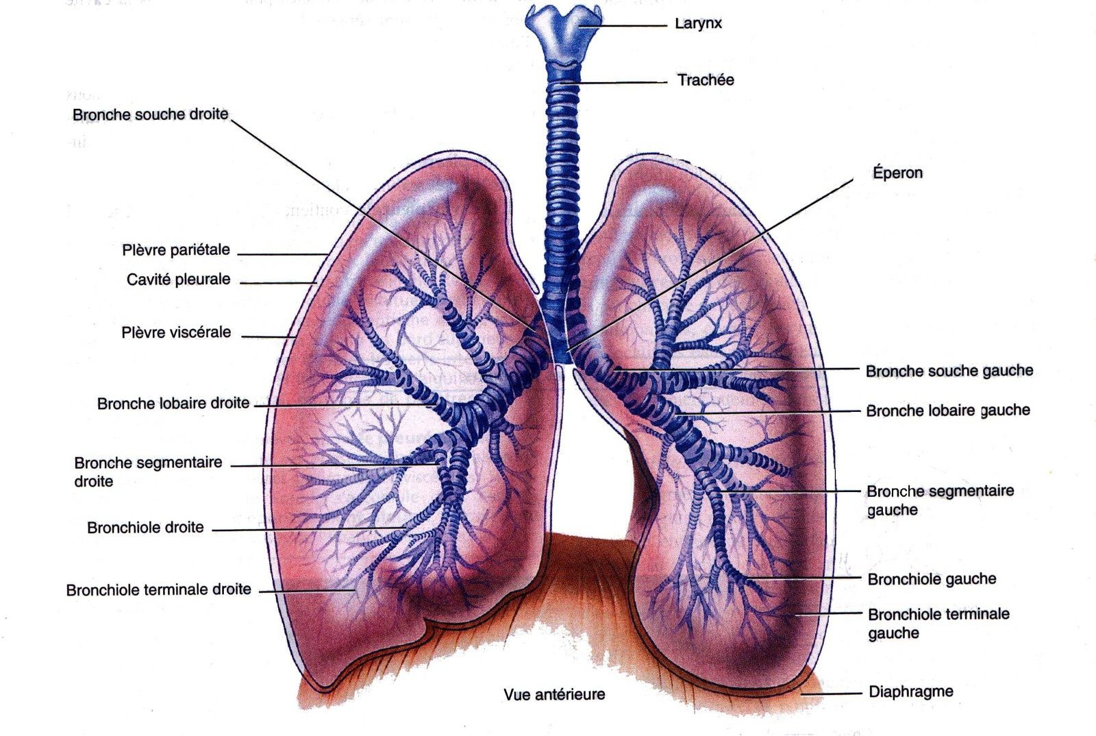 Le poumon guadeloupe yoga, guadeloupe medecine chinoise