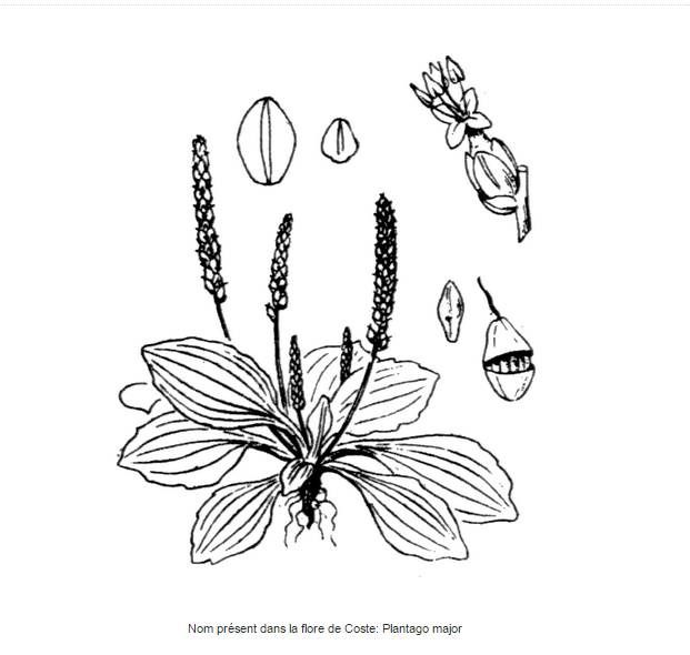 Grand plantain Flore de Coste
